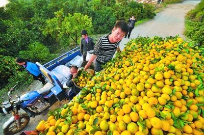 湖北丹江口农产品展销中心已分别在海淀,顺义,昌平设立了基地,通过农